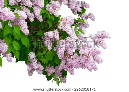 Purple lilac branch isolated on white background Royalty-Free Stock Photo #2262018171