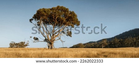 Lone-Standing Eucalyptus Tree in Tasmania, Australia Royalty-Free Stock Photo #2262022333