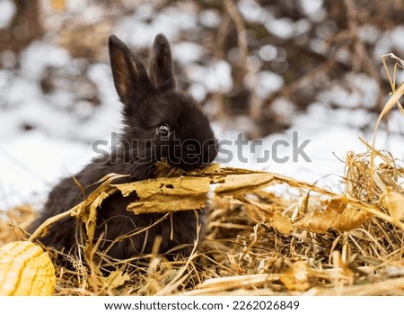 A small and cute black rabbit is sitting on the hay and chewing a leaf. He sits sideways against a background of snow and blurred branches. The photo is blurred