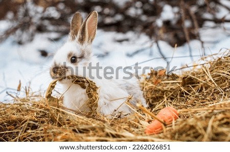 A small white rabbit is sitting on hay and chewing a leaf. He sits sideways against a background of snow and blurred branches. The photo is blurred