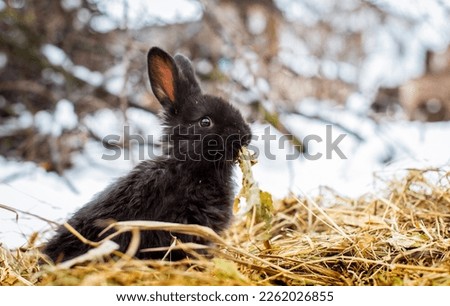A small black rabbit sits on the hay and eats a leaf. He sits sideways against a background of snow and blurred branches. The photo is blurred