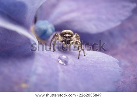 Cute jumping spider sitting on a purple flower petal and looking at a water drop