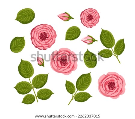 Set of rose elements with buds and leaves. Floral plants with pink petals. Botanical vector illustration isolated on white background.