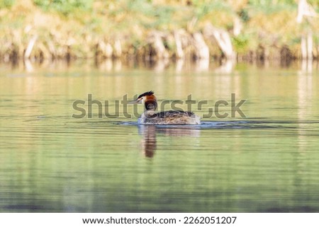 Close up of a colorfully plumed Grebe, Podiceps cristatus, swimming in a pond with green reflections and rippling water around the bird