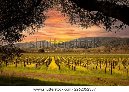 Napa Valley Vineyards and Mustard in Spring and Beautiful Sunset Sky. Royalty-Free Stock Photo #2262052357