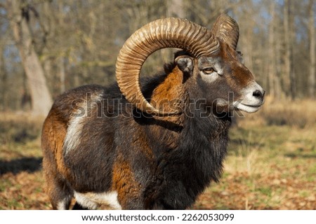mouflon ram with large horns stands in a meadow on an a sunny day Royalty-Free Stock Photo #2262053099