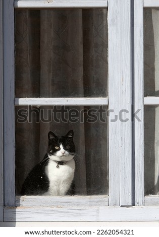 a cat with a bell around its neck looks out the window