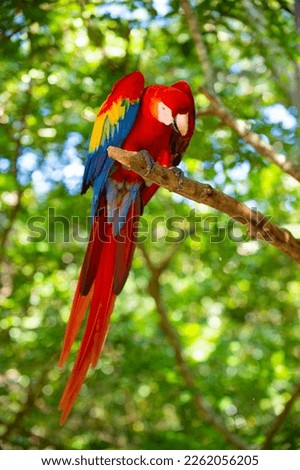 beautiful ara macaw parrot outdor. ara macaw parrot outside. photo of ara macaw parrot in zoo. Royalty-Free Stock Photo #2262056205