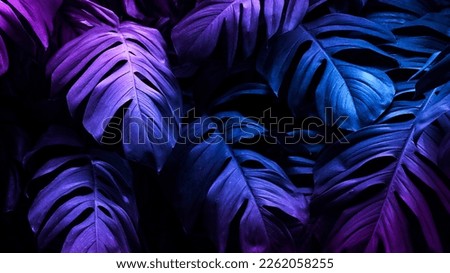 Neon tropical Monstera leaf  banner Royalty-Free Stock Photo #2262058255