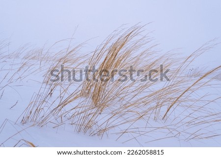 Field grasses in a winter field under the snow. High quality photo