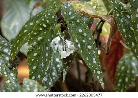 Flowers and leaves of a polka dot begonia, Begonia maculata Royalty-Free Stock Photo #2262065477
