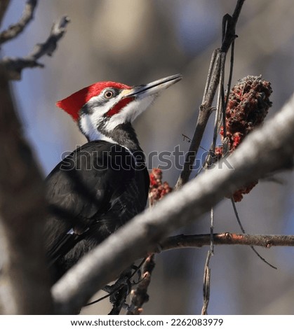 isolated pileated woodpecker feeding in a tree