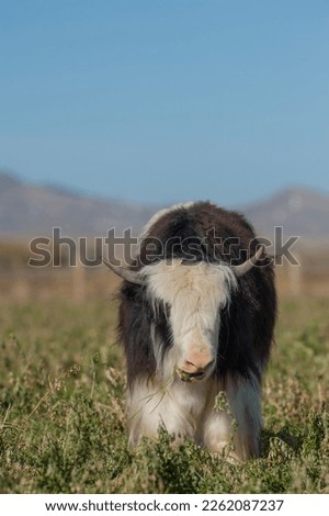 young yak standing in field vertical photo of brown and white long haired yak looking at camera blue sky in background on yak farm in Wyoming U.S.A. cute small baby animal room for type or masthead 