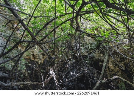 Natural grotto of the Baths of Aphrodite Botanical Garden in Akamas National Forest on the Akamas Peninsula, Paphos District in Cyprus Royalty-Free Stock Photo #2262091461