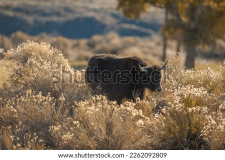 young black yak in field of wild flowers on yak farm raising yaks for grass fed beef dark young yak with horns cute animal horizontal format room for type summer feel long grass with flowers backlit 