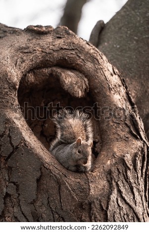 A wildlife photograph of a single common gray squirrel sitting in a tree hollow opening on a sunny day with golden sunlight lighting its fur.