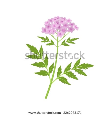 vector illustration, spring blooming valerian, medicinal plant isolated on white background. Royalty-Free Stock Photo #2262093171