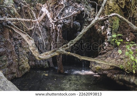Natural grotto of the Baths of Aphrodite Botanical Garden in Akamas National Forest on the Akamas Peninsula, Paphos District in Cyprus Royalty-Free Stock Photo #2262093813