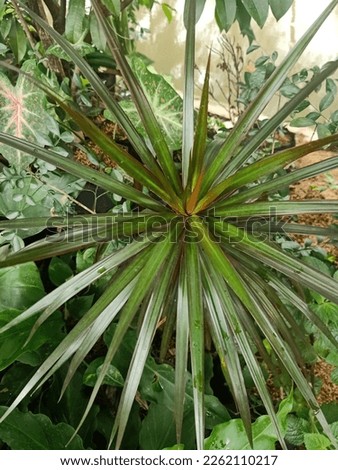 Close up of madagascar dragon tree plant 