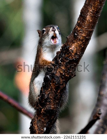 Squirrel close-up profile view on a branch in the forest with open mouth, displaying teeth, nose, eyes, paws with a blur background in its habitat and environment.