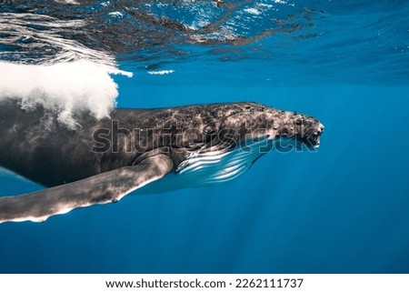 Humpback Whale up close in French Polynesia Royalty-Free Stock Photo #2262111737