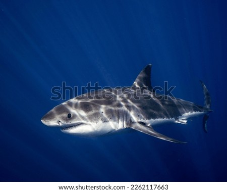 Juvenile Great White Shark up Close.  Young male Shark Royalty-Free Stock Photo #2262117663