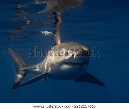 Juvenile Great White Shark up Close.  Young male Shark Royalty-Free Stock Photo #2262117665