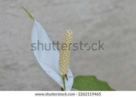 Spathiphyllum cochlearispathum is a species of plant belonging to the Araceae family