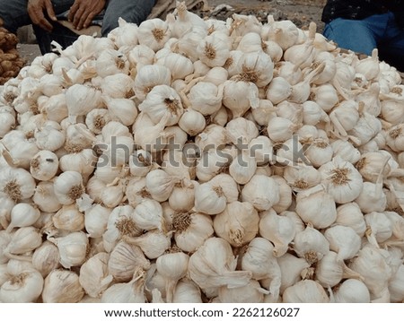 withe colored healthy garlic stock on shop for harvest are cash crops