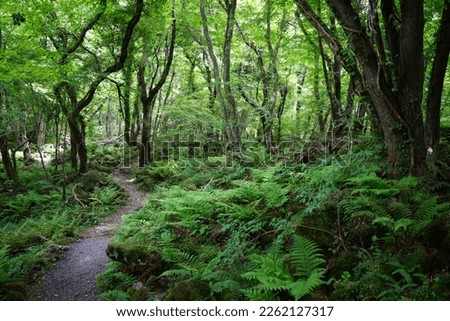 spring path through fresh ferns  Royalty-Free Stock Photo #2262127317