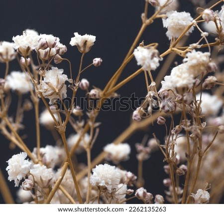 Dry flowers interior decoration art macro photography
