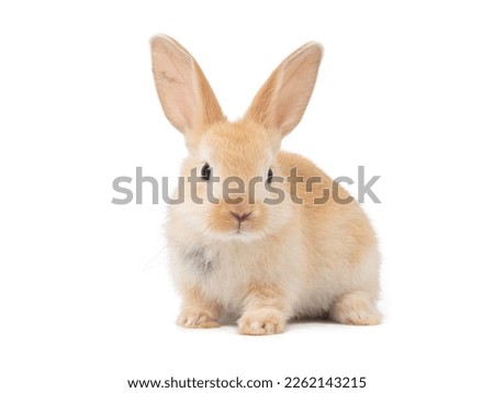 Front view of baby orange rabbit standing on white background. Lovely action of baby rabbit.