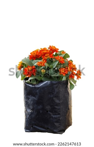 Beautiful orange Zinnia violacea Cav flower bloom and growing in black plastic bag for nursery in the garden isolated on white background included clipping path. Royalty-Free Stock Photo #2262147613