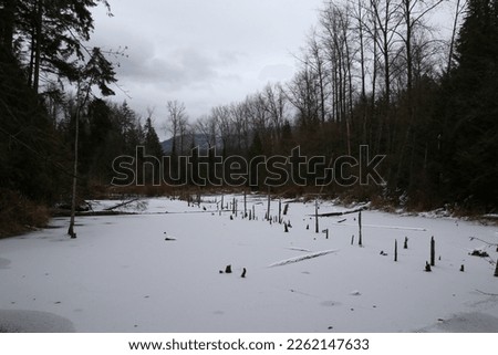 A frozen pond wirh dead submerged stumps sticking up from the pond covered in snow