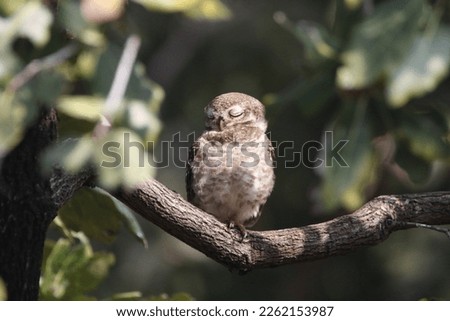 View of perched spotted owlets