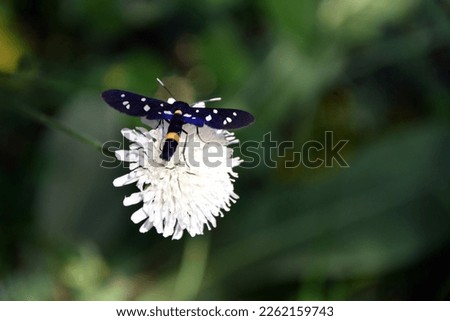 Closeup of nine-spotted moth or yellow belted burnet (Amata phegea) on a white flower with green blurred background. Horizontal image with selective focus and copy space