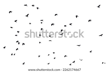 Flock of raven birds isolated on white background.
