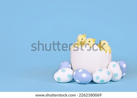 Chicken in large egg shell with painted Easter eggs in corner of blue background