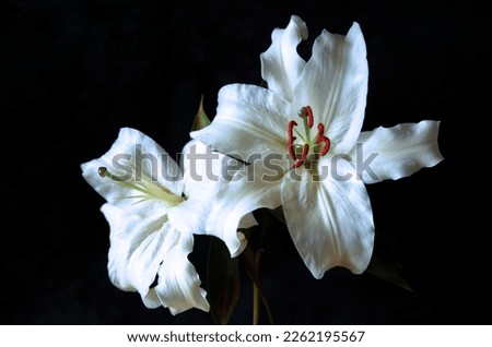 Elegant white flowers in full bloom Royalty-Free Stock Photo #2262195567