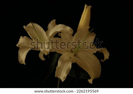 Sentimental white flowers blooming in the dark Royalty-Free Stock Photo #2262195569