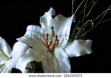 White lily in full bloom with branch. Royalty-Free Stock Photo #2262195571