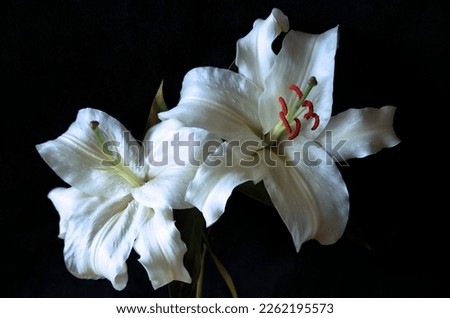 Elegant white flowers in full bloom Royalty-Free Stock Photo #2262195573