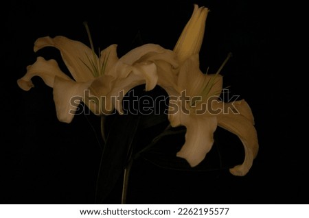 Sentimental white flowers blooming in the dark Royalty-Free Stock Photo #2262195577