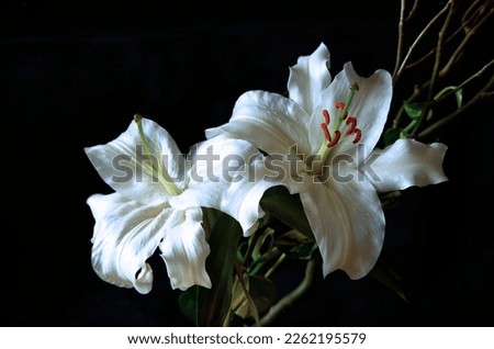 White lily in full bloom with branch. Royalty-Free Stock Photo #2262195579