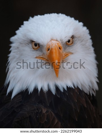 american bald eagle portrait with dark background