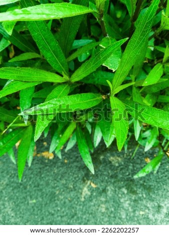 green leaf and road.green leaves and paths, ornamental plants on the wall