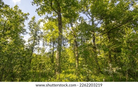 Dendrology. European deciduous forests. Wood-meadow (parklike country). Old oak forest (Quercetum). Pleasant eye spots of shadow and sun on green Royalty-Free Stock Photo #2262203219