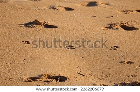 Footprints of people and pets in the sand of a beach