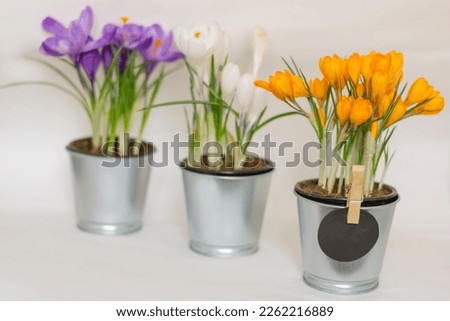 Elegant three metal pots of flowering crocuses orange, white and purple postcard with on a light gray wall background copy space. Greeting card for the holiday birthday, mother's day or easter