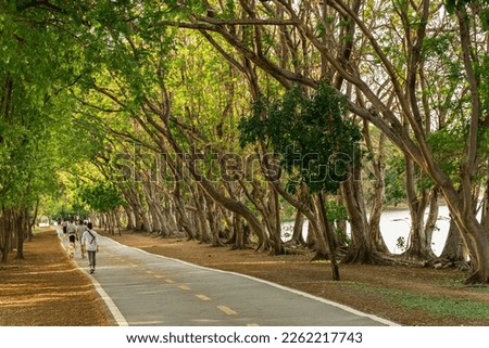  pathway and beautiful trees track for running or walking and cycling relax in the park